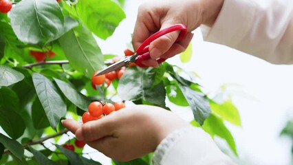 Wall Mural - picking cherries