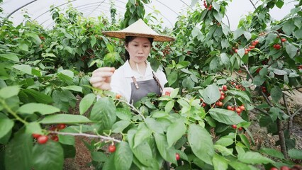 Canvas Print - picking cherries