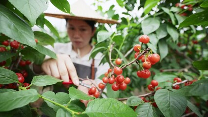 Canvas Print - picking cherries