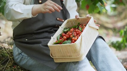 Canvas Print - picking cherries