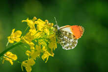Anthocharis Cardamines Orange Tip Male Butterfly On Yellow Rapeseed Flower