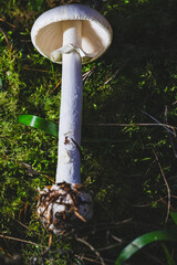 Wall Mural - A close-up shot of a white Amanita virosa mushroom