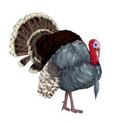 Wall Mural - Illustration of wild turkey isolated on white background 