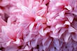 Close up of pink seasonal hyacinth flower