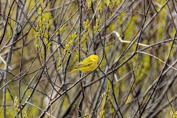 Sticker - The yellow warbler (Setophaga petechia). Male Yellow Warbler perched on a branch