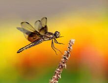 A Dragonfly Is About To Land On Its Perch, With A Soft Background Of Blooming Garden Flowers In The Background. Close Up View.
