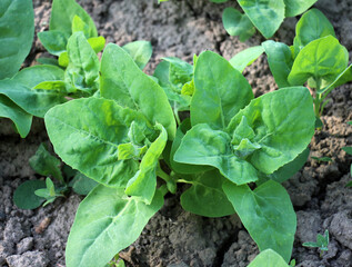 Sticker - Edible plant garden orach (Atriplex hortensis) grows in spring