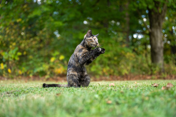 Wall Mural - tortoiseshell cat in the grass in summer