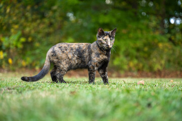 Canvas Print - tortoiseshell cat in the grass in summer