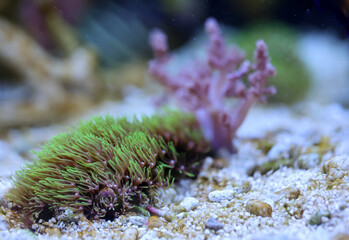 Wall Mural - Korallen und Anemonen, Krustenanemonen in einem Meerwasseraquarium.