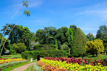 Wall Mural - Botanical garden with rare exotic trees.