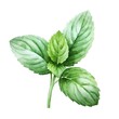 green mint herb with leaves watercolor paint on white for greeting card wedding design