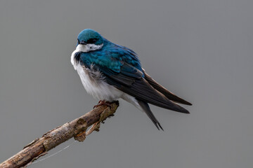 Wall Mural - Tree swallow perched on limb looking back