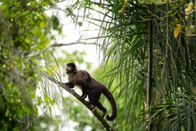 Black Capuchin Monkey In Iguazu Falls National Park. Sapajus Nigritus In The Rainforest. Small Dark Monkeys Is Climbing Up In Argentina Forest.