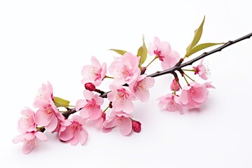 Wall Mural - Isolated branch of pink cherry blossom on white background