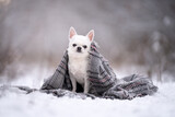 Fototapeta  - Biały piesek rasy chihuahua przykryty szalikiem siedzi na śniegu 