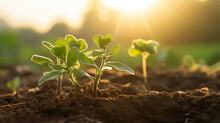 A Budding Marjoram Sprout Grows In An Organic Farm, Surrounded By The Golden Light Of Late Afternoon