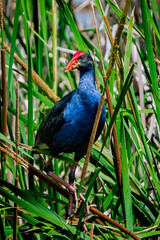 Purple Swamphen, Canberra, Australia, ACT, AUS