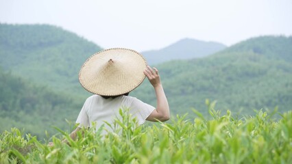 Poster - woman in green tea plantation