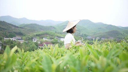 Sticker - woman in green tea plantation