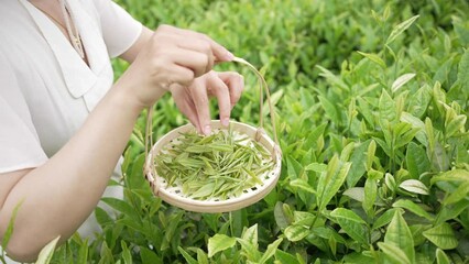 Wall Mural - picking green tea leaves