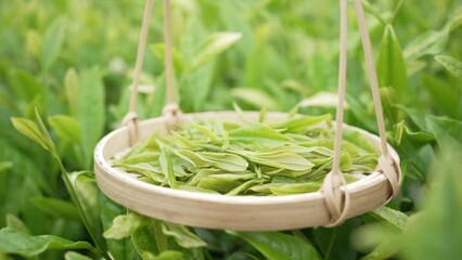 Poster - basket with green tea leaves