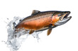 Jumping salmon Isolated on transparent background. PNG file.