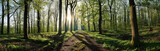 Fototapeta Las - Panoramic view of a forest in spring with sun rays.