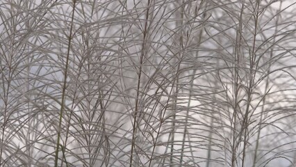 Wall Mural - close up of white reeds flower swaying from wind blow