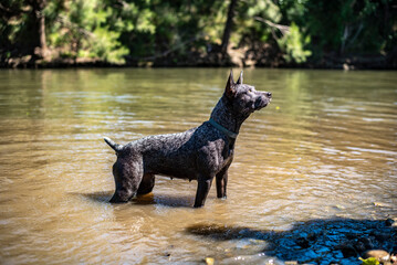 Wall Mural - Blue heeler playing in a river