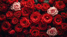 Close Up Red Roses Background