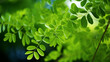 fresh moringa oleifera plant. Top view with copy space, Generate AI.