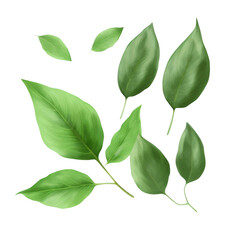Wall Mural - green leaves isolated on white