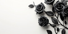 Black Rose On White Background,copy Space 