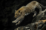Fototapeta Zwierzęta - A leopard in mid-leap, showcasing its agility and strength
