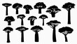 African baobab tree silhouettes. African continent and Madagascar island nature symbol, savannah flora. Tall and high Baobab trees with thick and thin trunks, covered lianas isolated vector silhouette