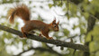 Eichhörnchen (Sciurus) auf einem Baum