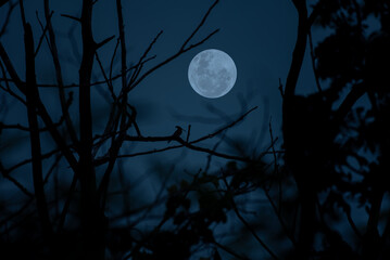 Wall Mural - full moon with tree branch in the night.