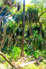 Poster - View of Jozani forest in Zanzibar, Tanzania