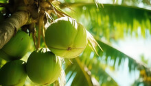 Young Coconuts Grow On A Palm Tree