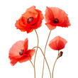poppy flowers, png