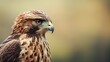 © AlexandraRooss - Portrait of a red-tailed hawk (Buteo jamaicensis) Generative AI