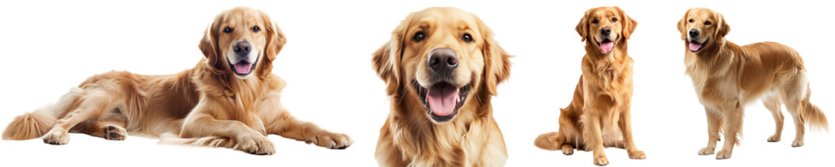 Wall Mural - Happy golden retriever dog collection (lying, portrait, sitting, lying) isolated on a white background, animal bundle