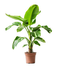 Wall Mural - Potted banana plant