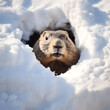 A groundhog coming out of its hole on Groundhog Day 