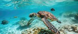 Fototapeta  - Green sea turtle Chelonia mydas swimming close to a school of fish Remora fish attached behind its head. with copy space image. Place for adding text or design