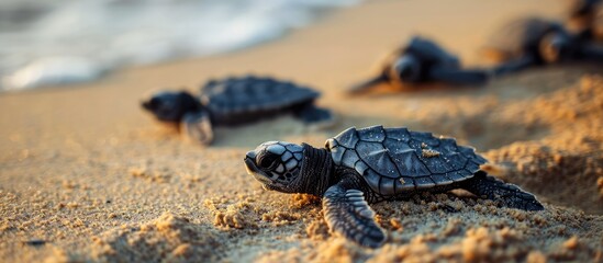 Poster - Endangered young baby turtles in warm evening sunlight being released at a beach in Sri Lanka fighting their way towards the ocean The recently hatched turtles are prone to be attacked by preda