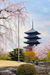 Wall Mural - Toji Temple in Kyoto, Japan during beautiful full bloom cherry blossom season