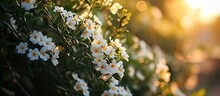 Hammock Shrubverbena White And Yellow Tiny Flowers Summer Season. With Copy Space Image. Place For Adding Text Or Design