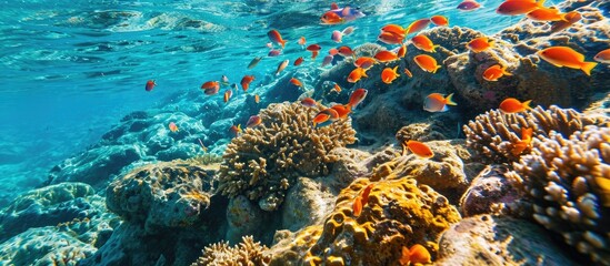 Poster - Colorful fish in the clear seetrue waters of the Red Sea. with copy space image. Place for adding text or design